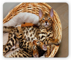 Bengal Cats in Basket Mouse Pad