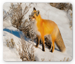 Red Fox in Snowy Nature Mouse Pad