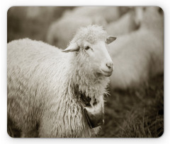 Fluffy Wooly Sheep Herd Mouse Pad