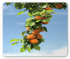 Succulent Apricots on Tree Mouse Pad