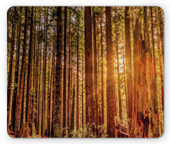 Redwoods Forestry Mouse Pad