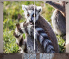 Ring Tailed Funny Expression Curtain