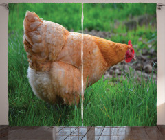 Chicken on Grass Farm Photo Curtain