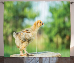 Little Baby Chicken on Log Curtain