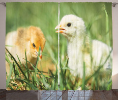 Close up Photo Baby Chickens Curtain