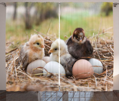 Little Chickens in Hay Eggs Curtain