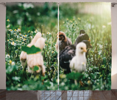 Little Chickens in Daisies Curtain