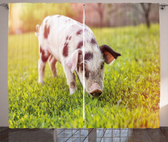 Baby Pig with Spots Curtain