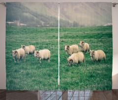 Sheep Grazing on Grass Curtain