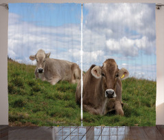 Resting Cows and Sky Curtain