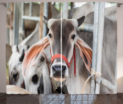 Cow Eating Grass Curtain