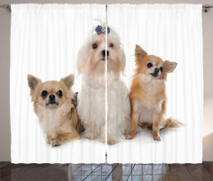 Chihuahua and Maltese Dogs Curtain