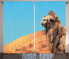 Camel Sand Dunes and Sky Curtain