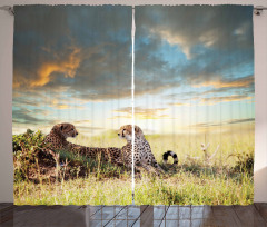 Dangerous Cheetahs in Africa Curtain
