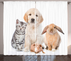 Bunny Piglet Staring Curtain