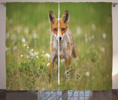 Young Curious Coyote Animal Curtain