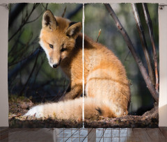 Young Coyote in Forest Sunrays Curtain