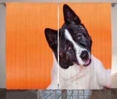 Akita on Orange Curtain