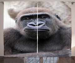 Close up Young Male Gorilla Curtain