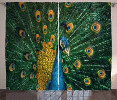 Portrait of the Peacock Curtain