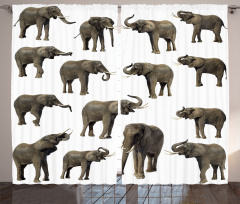 Elephants Tusk Ear Curtain