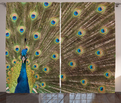 Peacock Making the Wheel Curtain