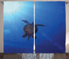 Sea Turtle in Deep Sea Curtain