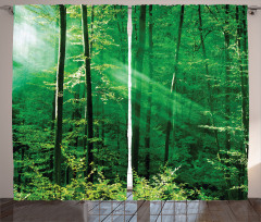 Forest Trees Morning Curtain