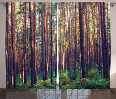 Fall Trees Forest Trunks Curtain