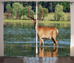 Mountain Animal in Water Curtain