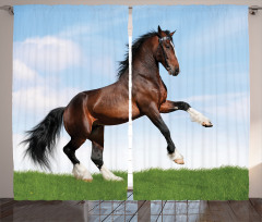 Horse Pacing on Grass Curtain