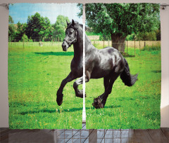 Friesian Horse Curtain