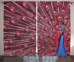 Peacock Bird Surreal Curtain