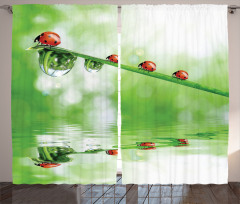 Ladybug on Water Image Curtain