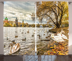 Swimming Swans in River Curtain