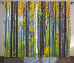 Autumn Season Beech Forest Curtain
