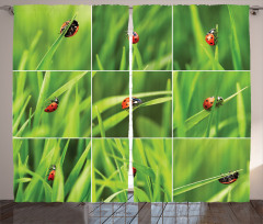 Ladybug over Fresh Grass Curtain