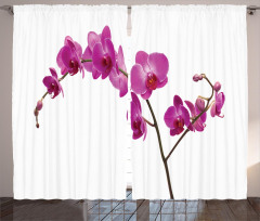 Wild Orchids Petals Curtain