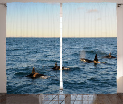 Whales in SeOcean Curtain