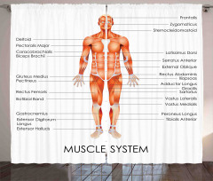 Biology Muscle System Curtain