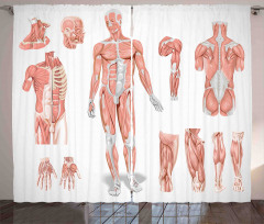 Biology Human Medical Curtain