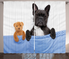 French Bulldog with Bear Curtain