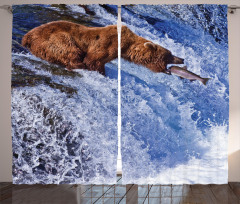 Grizzly Bear at Katmai Curtain