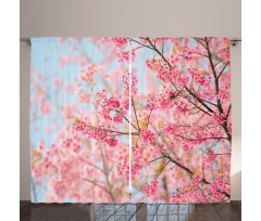 Japanese Sakura Cherry Curtain