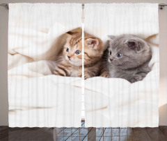 Scottish Fold Kittens Curtain