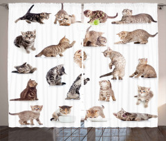 Funny Playful Cats Image Curtain