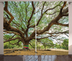 Big Rain Tree Thailand Curtain