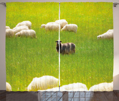 Black Sheep White Goats Curtain