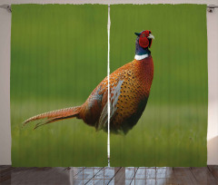 Pheasant Long Tail Meadow Curtain