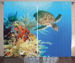 Exotic Turtle Coral Curtain